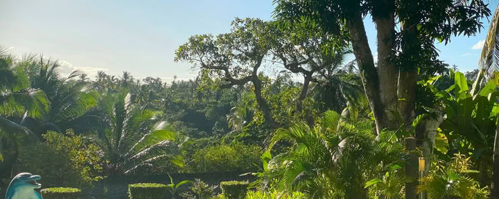 14 päivän ayahuasca-retriitti Flow Brazil Yogan, meditaation ja hierontojen kanssa
