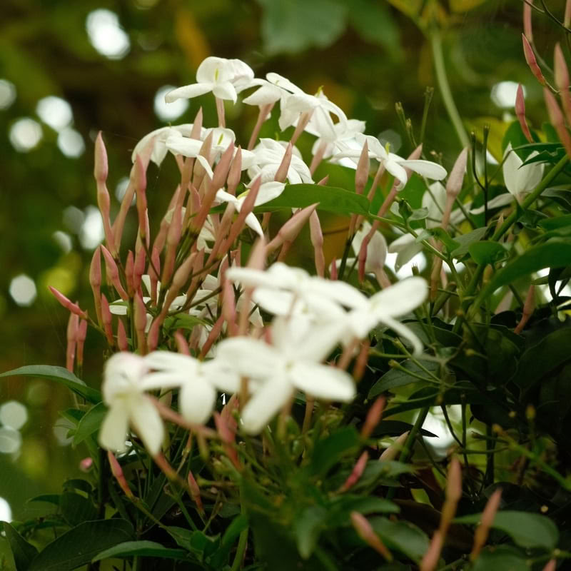 9 päivän ayahuascaretriitti