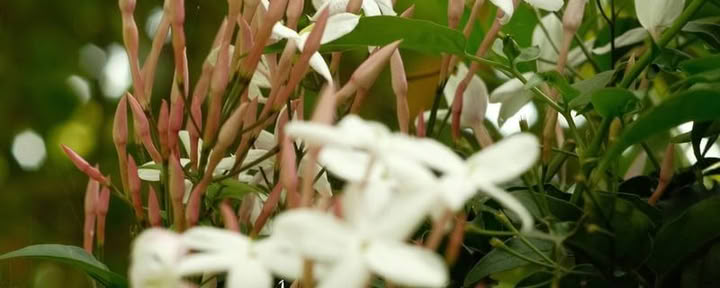 9 päivän ayahuascaretriitti