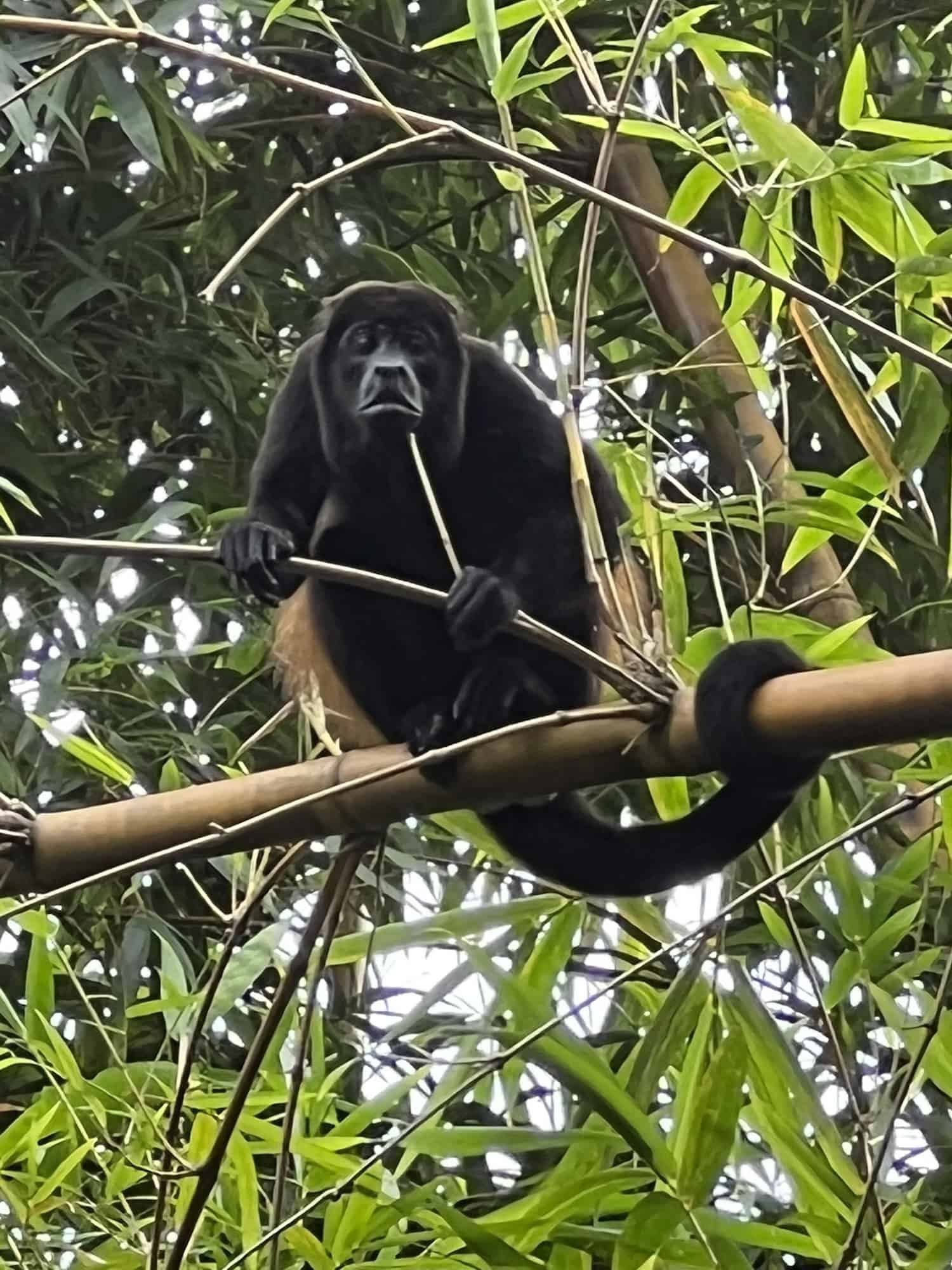 Surun aaltojen retriitti Costa Ricassa 2026