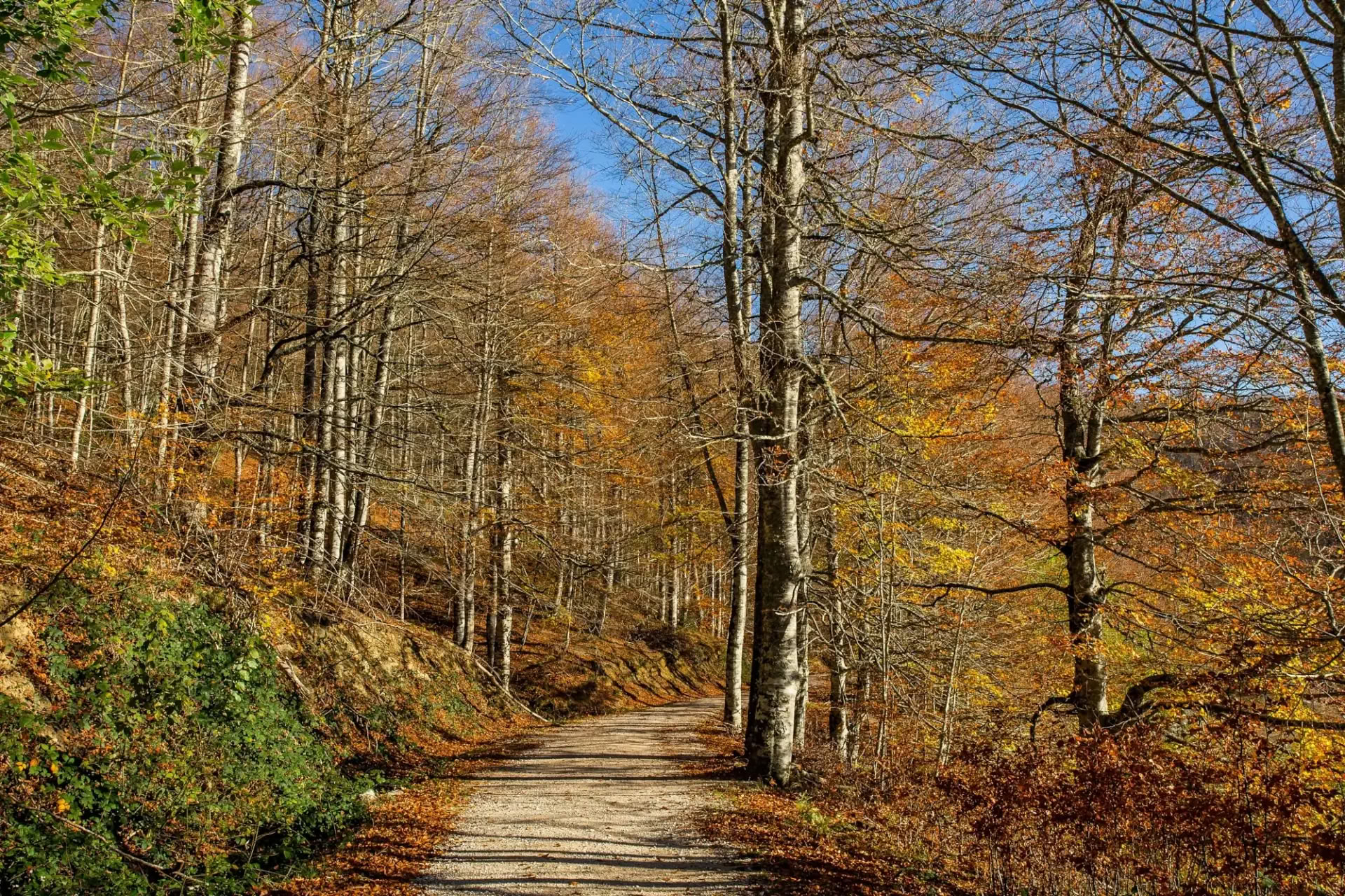 Lokakuun joogaretriitti: Kultaisen metsän elämys