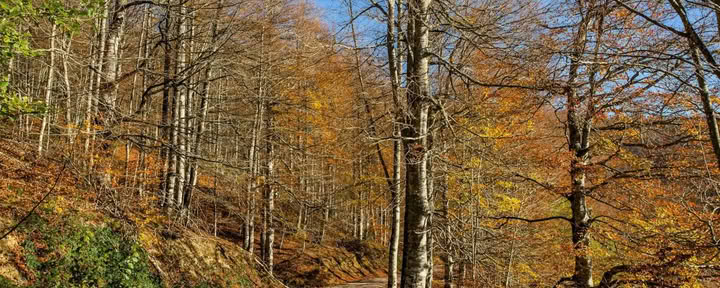 Lokakuun joogaretriitti: Kultaisen metsän elämys