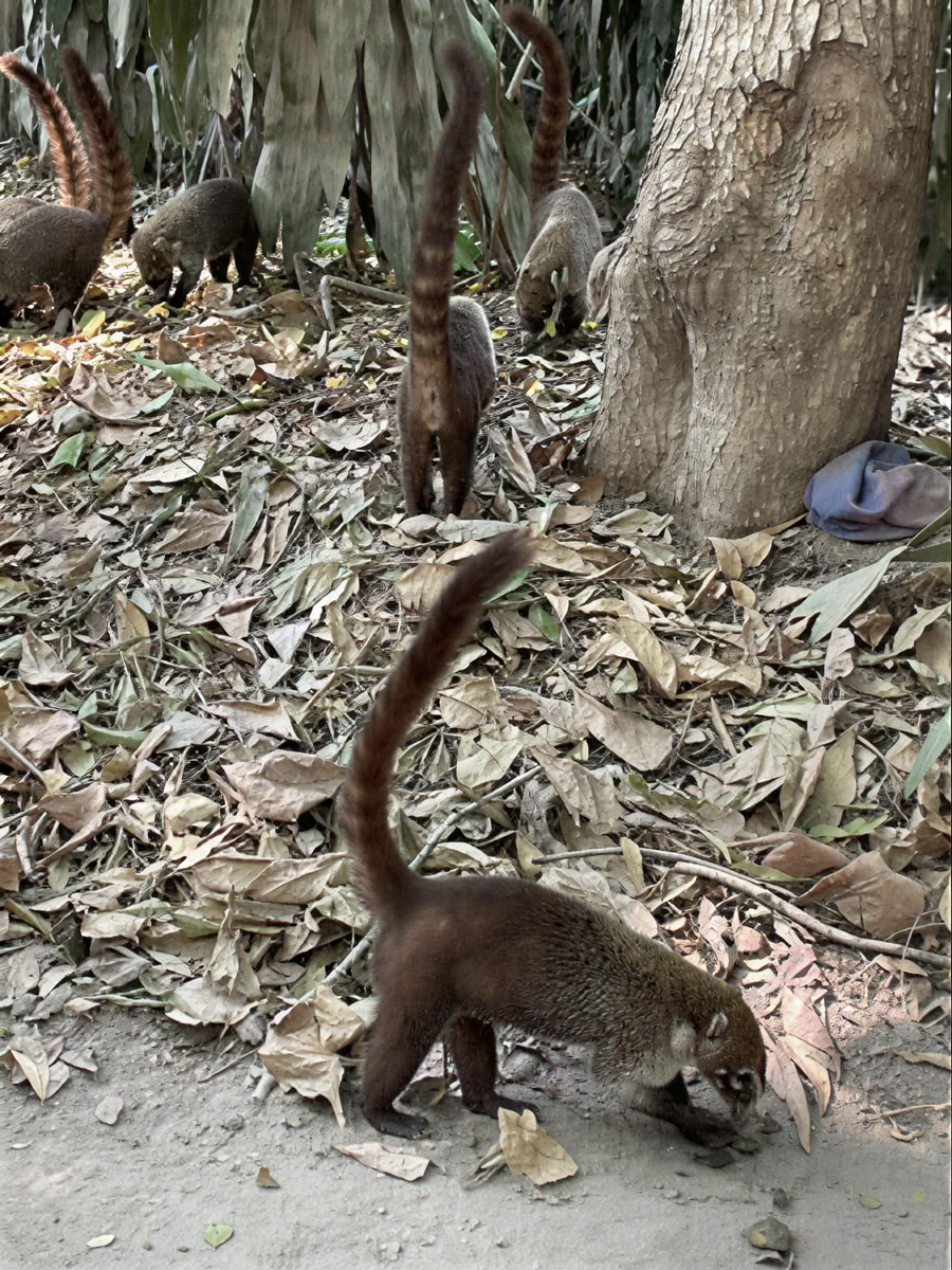 Luontotilan seikkailuretriitti - Costa Rica