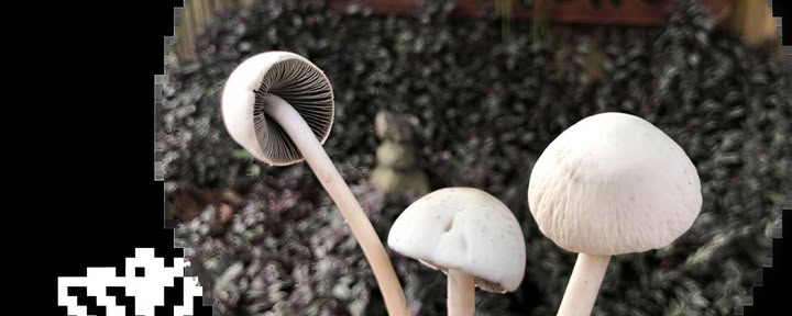 Lämpöhieronta ja selkärangan linjaus