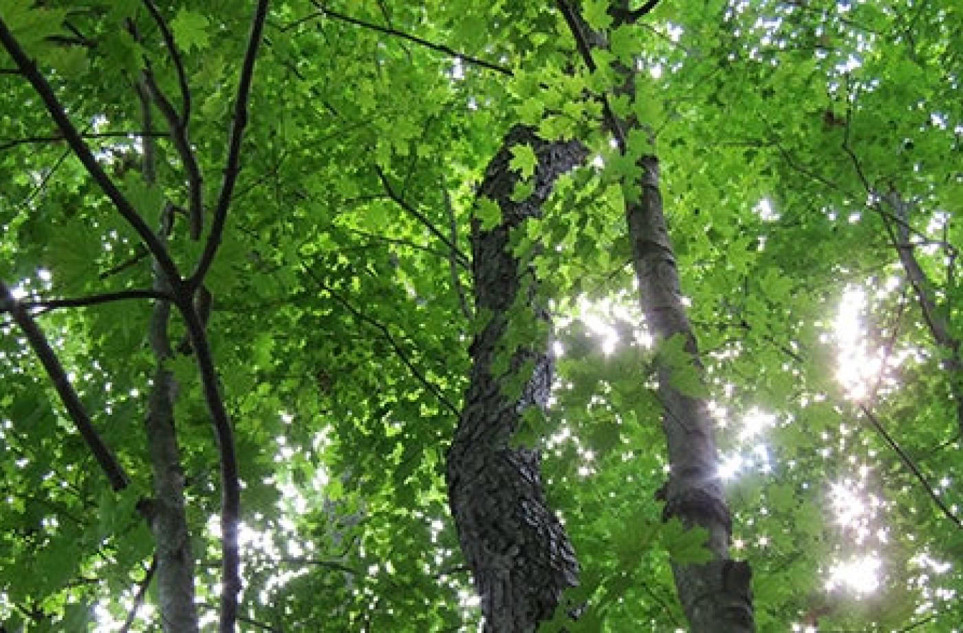 Tietoinen ulko-opas -sertifiointi, taso 1 Metsäyhteisö