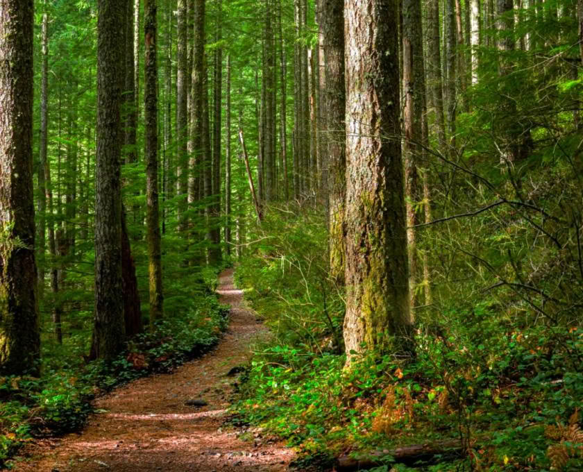 Tietoinen ulko-opas -sertifiointi, taso 1 Metsäyhteisö