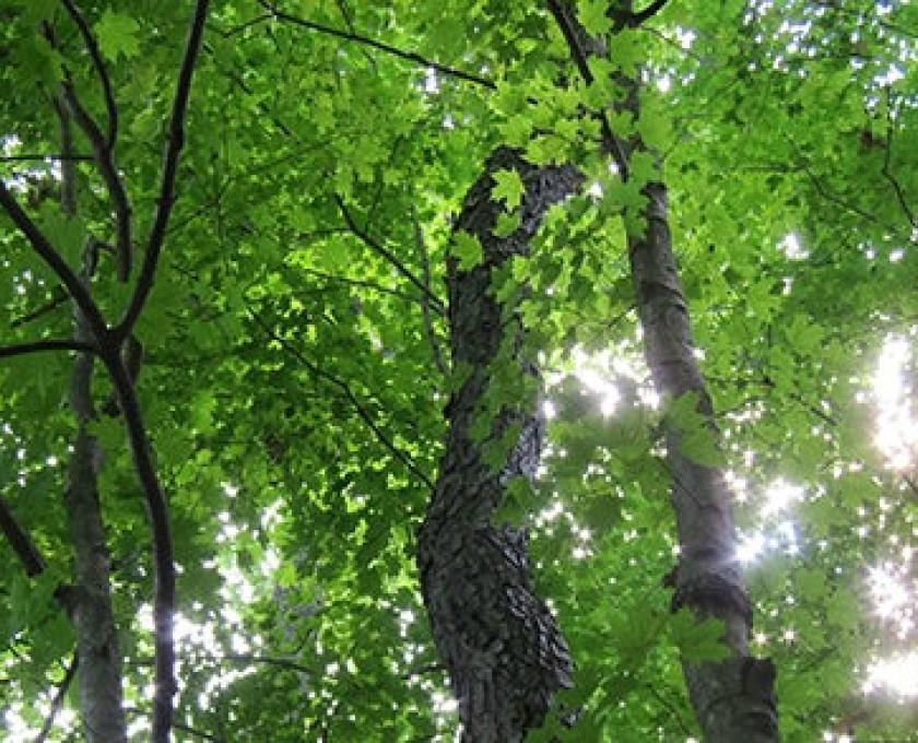 Tietoinen ulko-opas -sertifiointi, taso 2: Luonnon kanssa linjautuminen