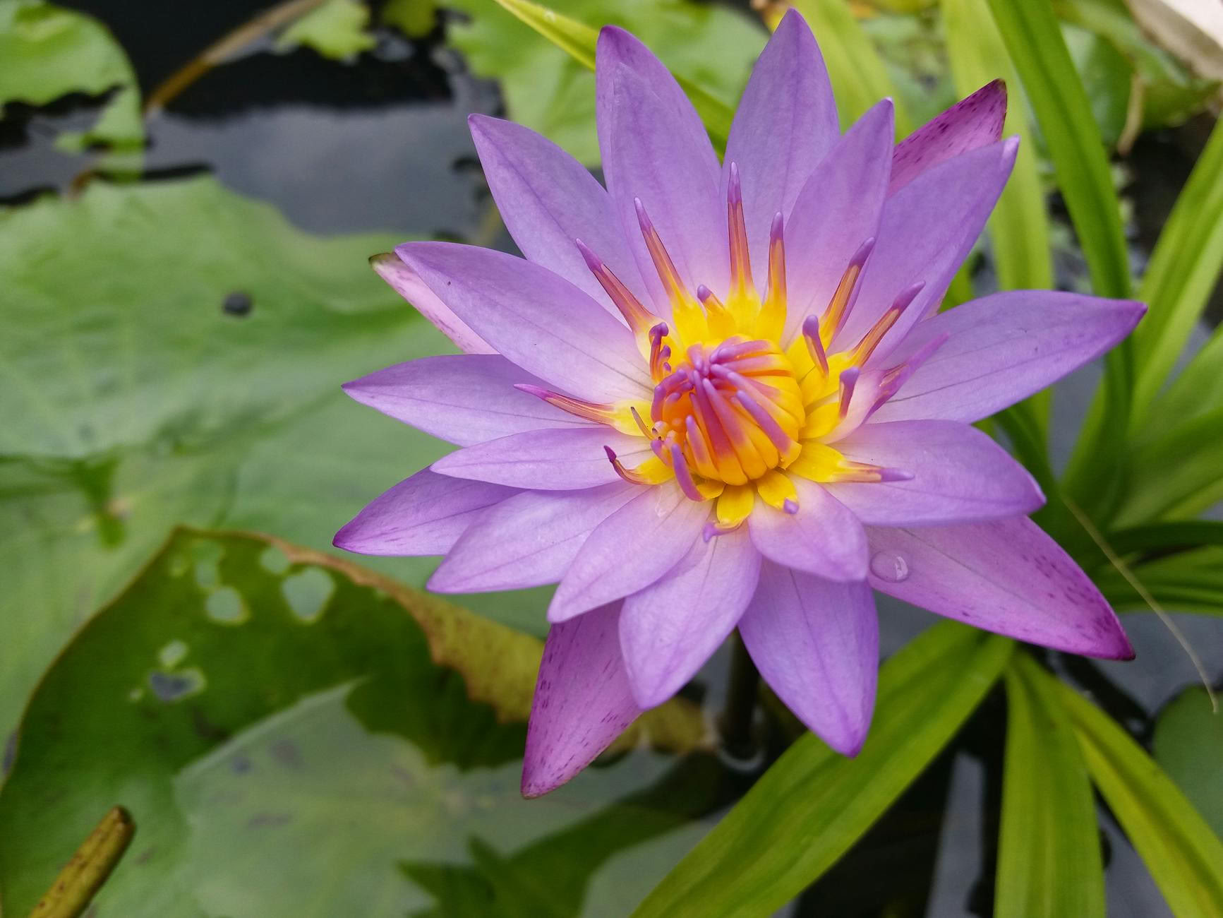 10 päivän alkuperäiskansojen parantava retriitti ayurvedan ja joogan kanssa