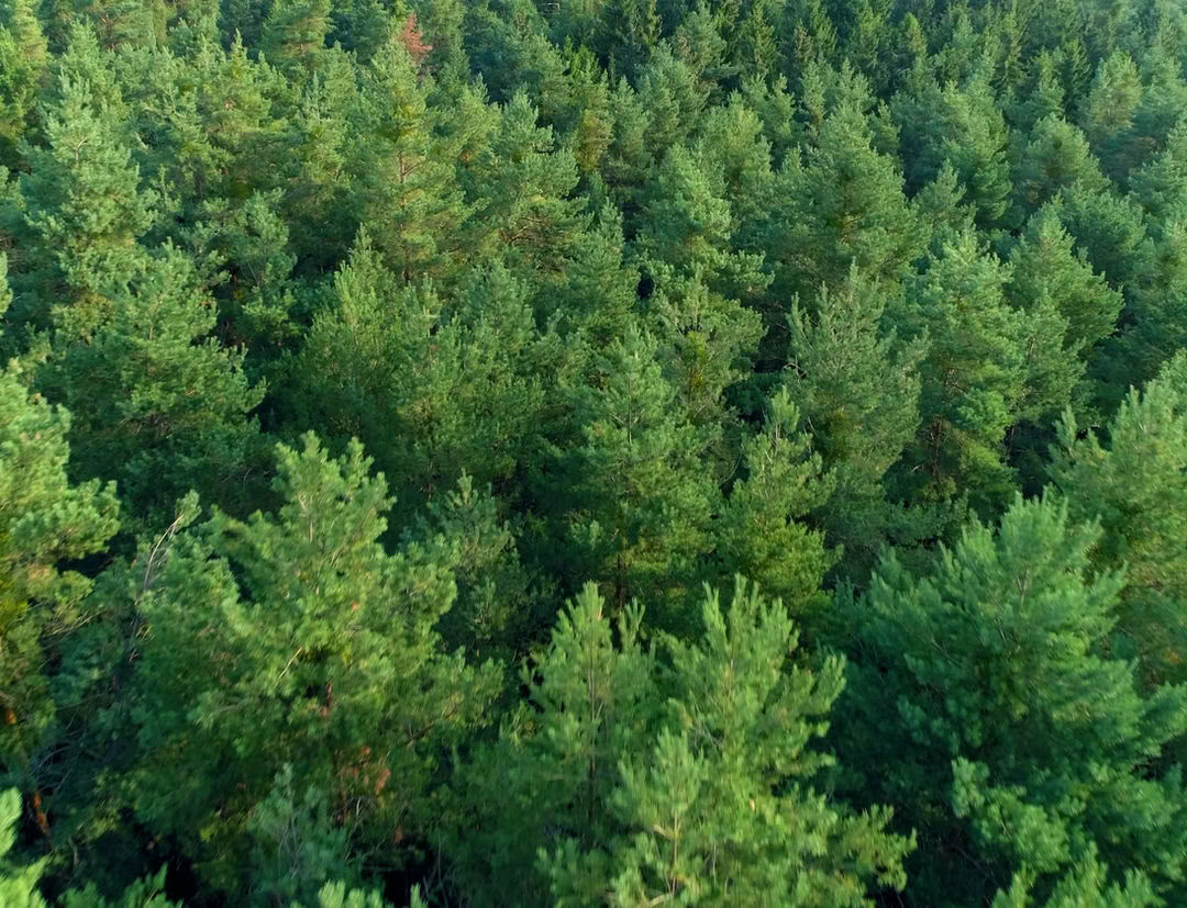 14 päivän parantava ohjelma