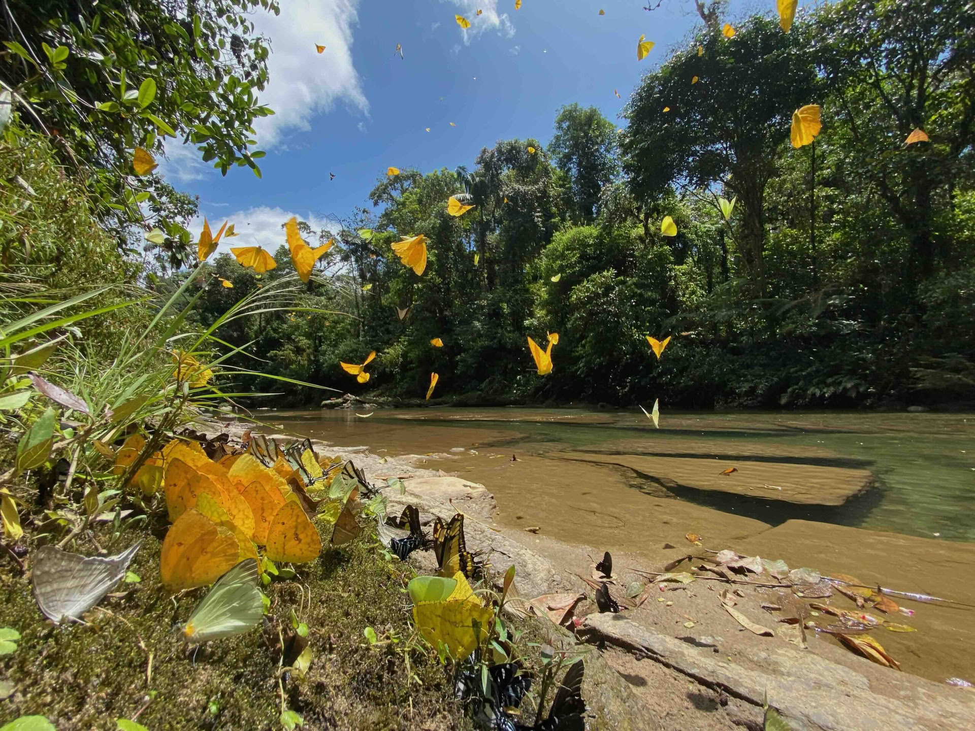 20.–29. marraskuuta 2026 Napo-Galerasin erämaa, Ecuadorin Amazonia