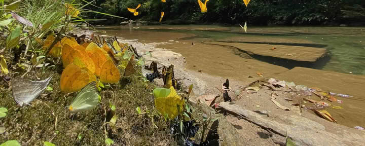 20.–29. marraskuuta 2026 Napo-Galerasin erämaa, Ecuadorin Amazonia
