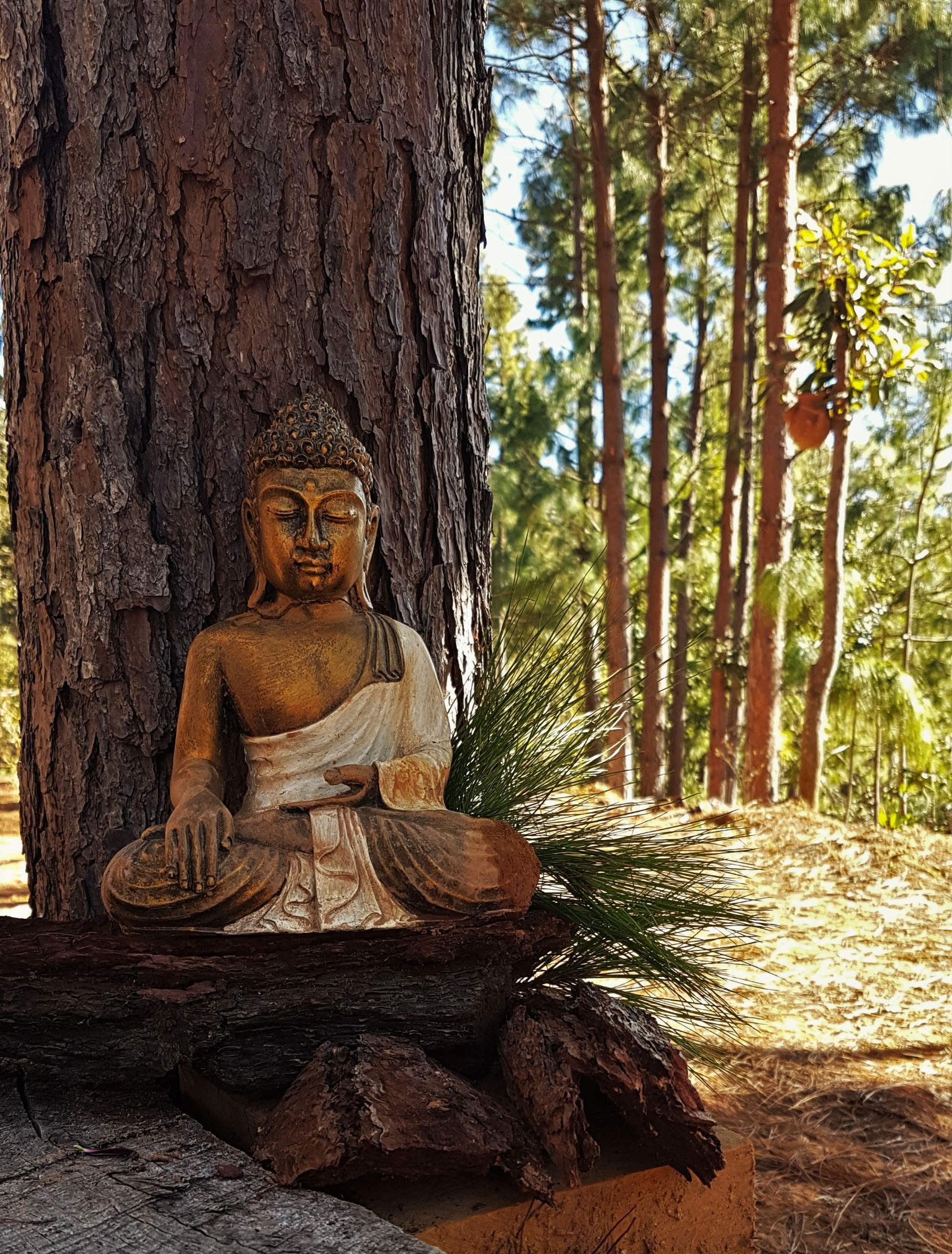 10 päivän Hridaya-hiljainen meditaatioretriitti