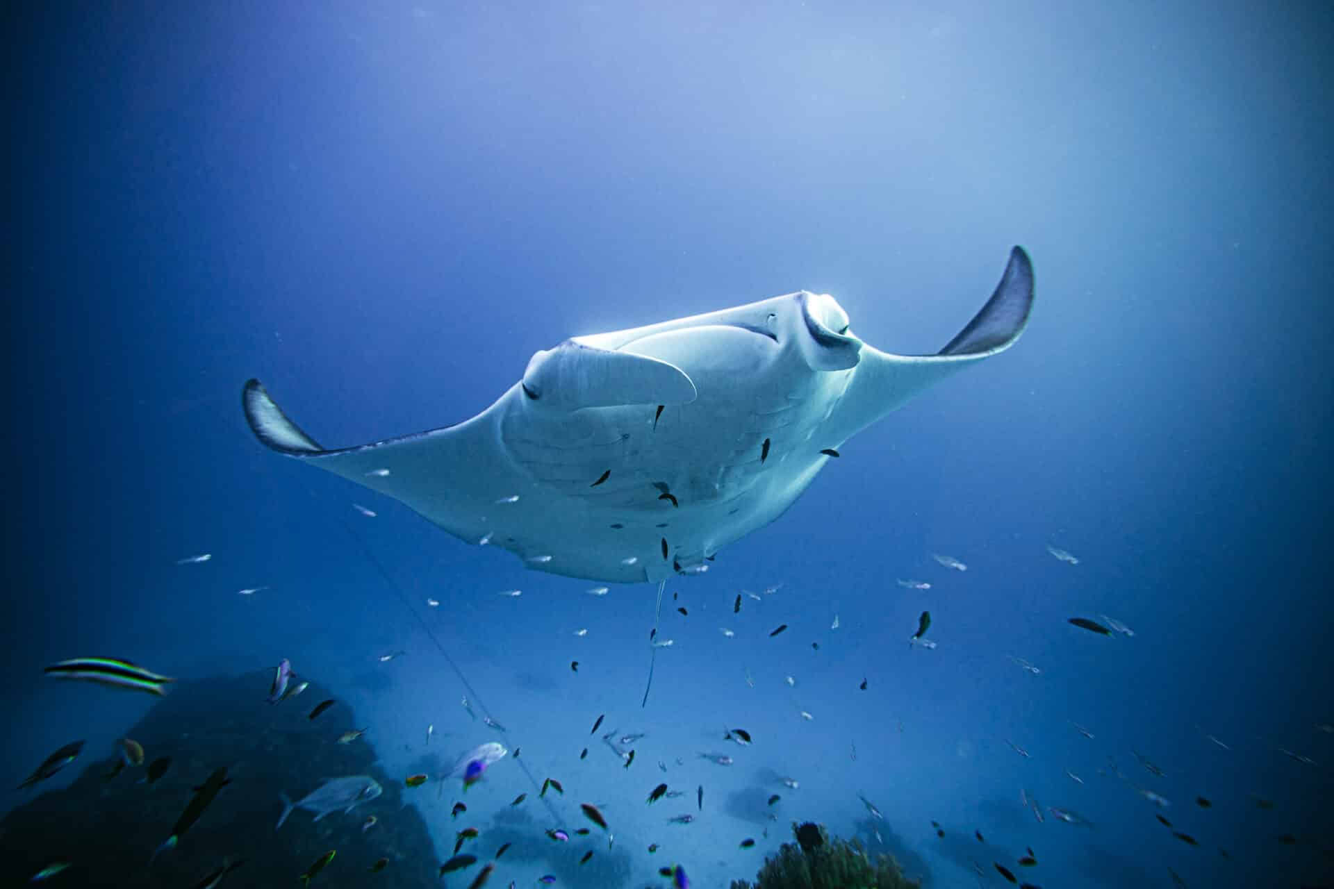 Lady Elliot Island -vapaasukellus ja vain ohjaajille suunnattu Breathless