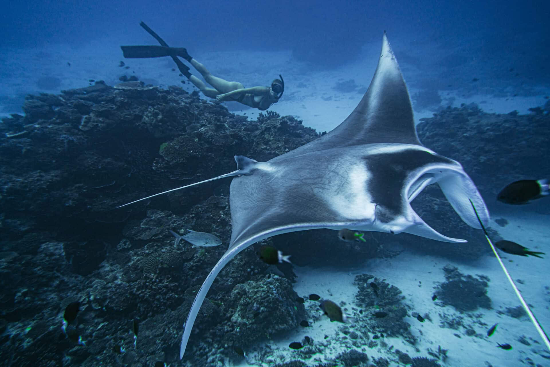 Lady Elliot Island -vapaasukellus ja vain ohjaajille suunnattu Breathless