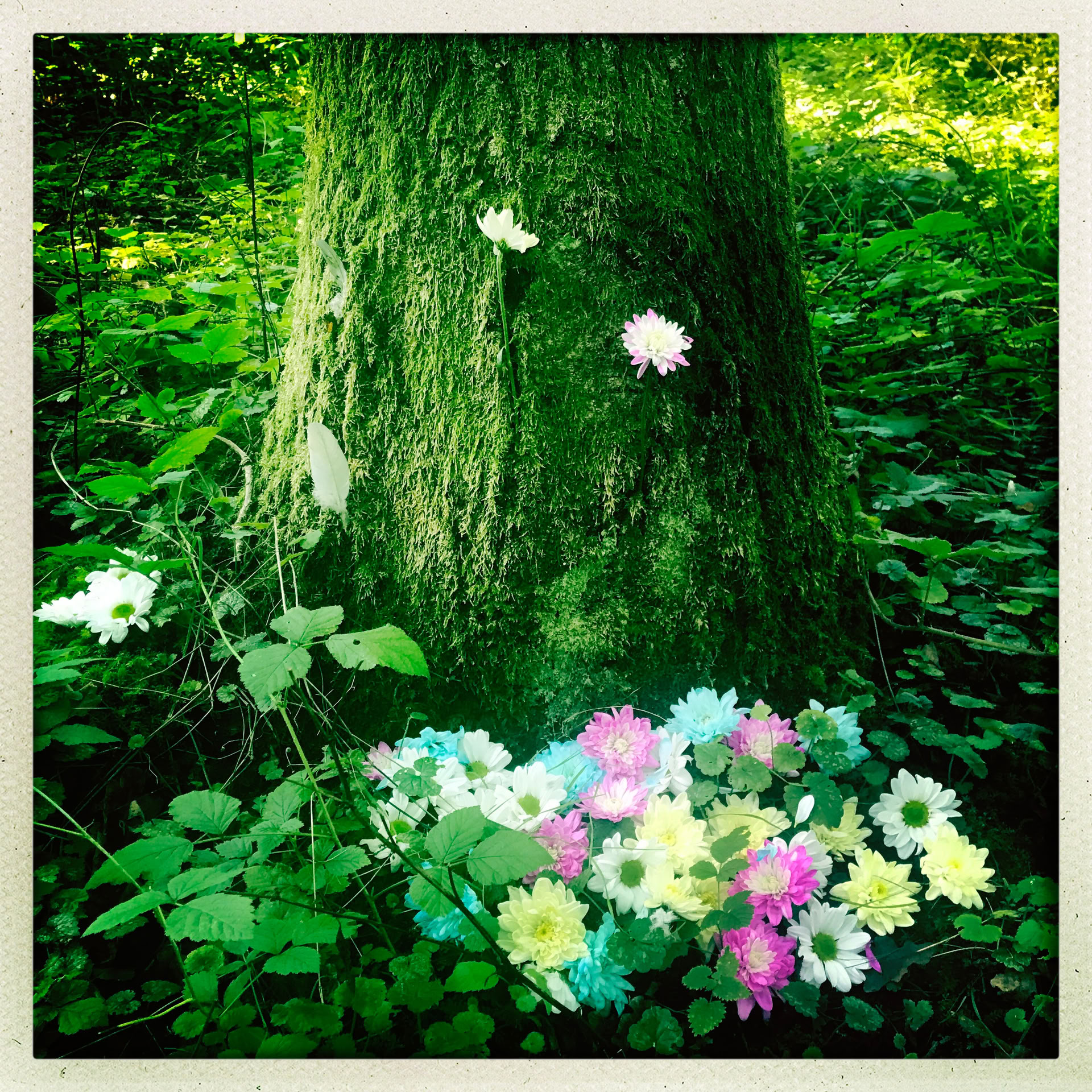 Tietoinen metsäkokemus 🌳