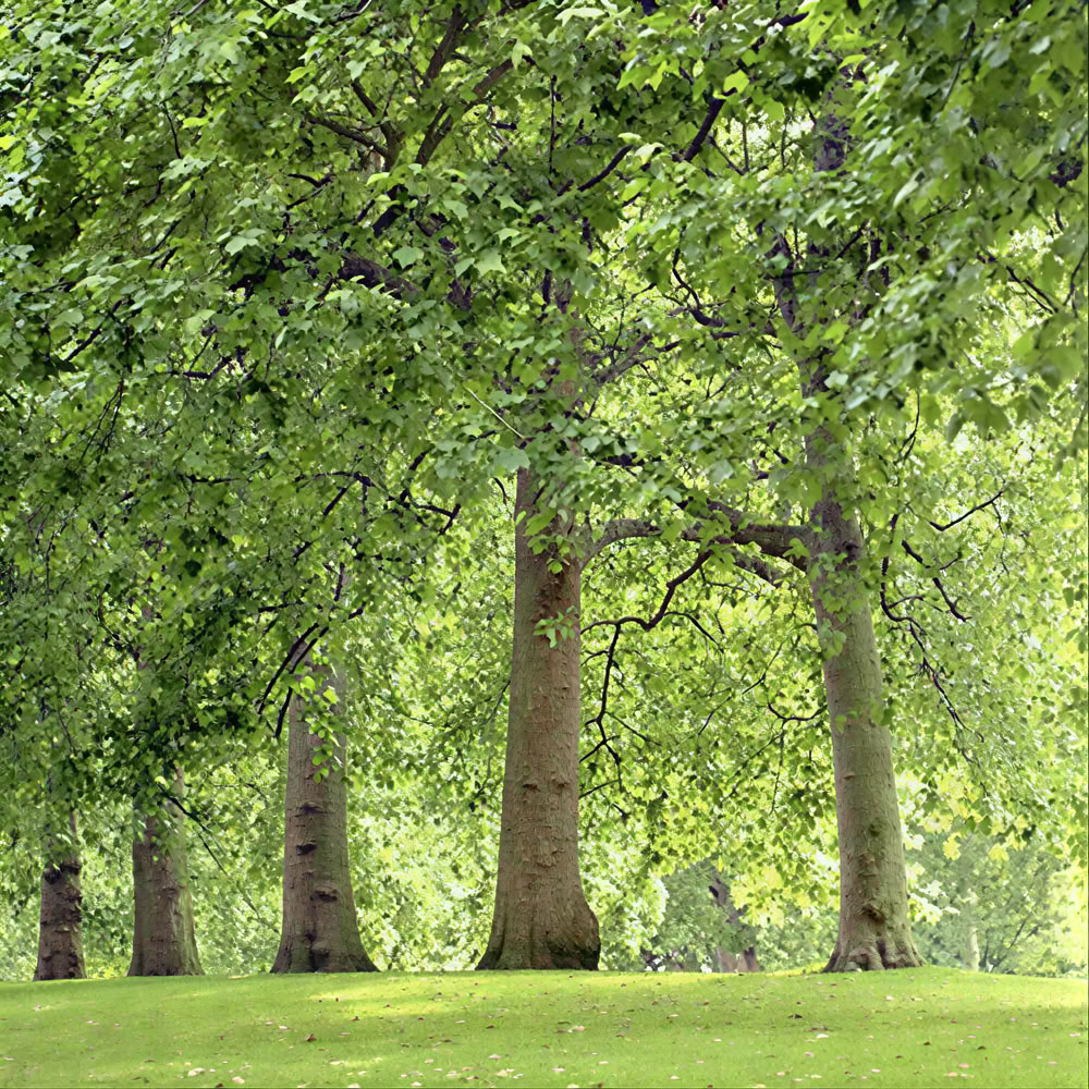 Tietoinen metsäkokemus 🌳