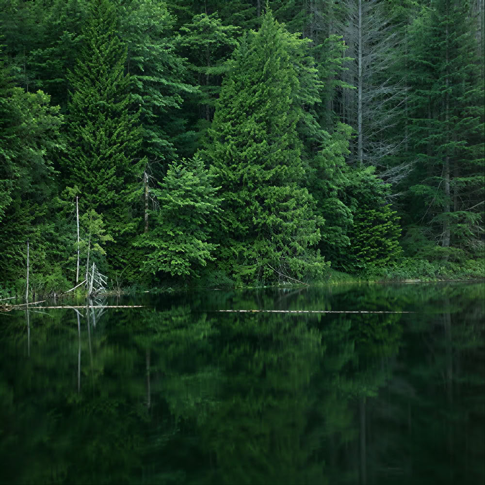 Tietoinen metsäkokemus 🌳