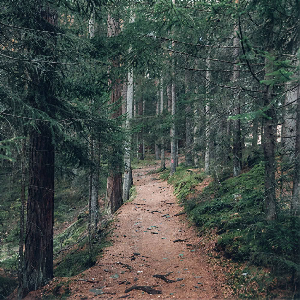 Tietoinen metsäkokemus 🌳