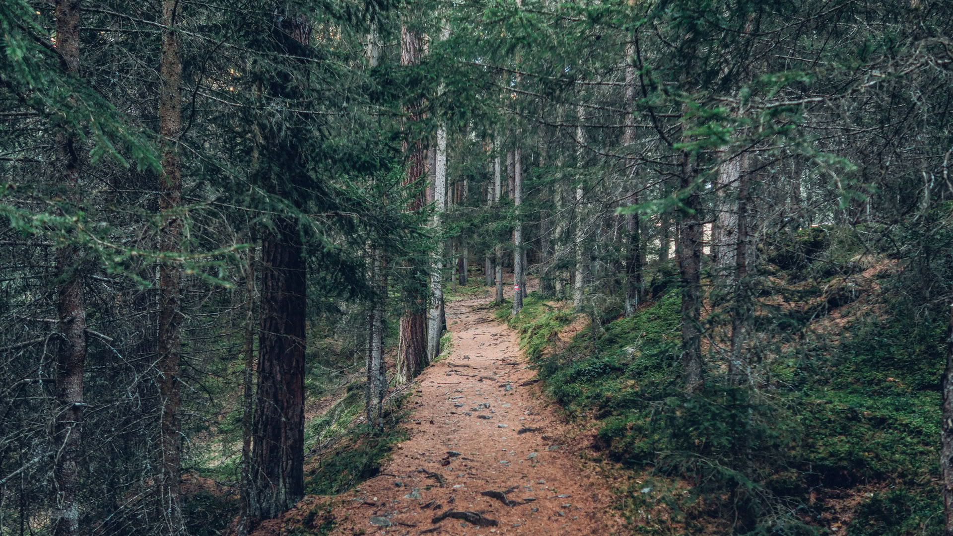 Tietoinen metsäkokemus 🌳