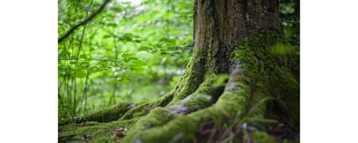 Tietoinen metsäkokemus 🌳