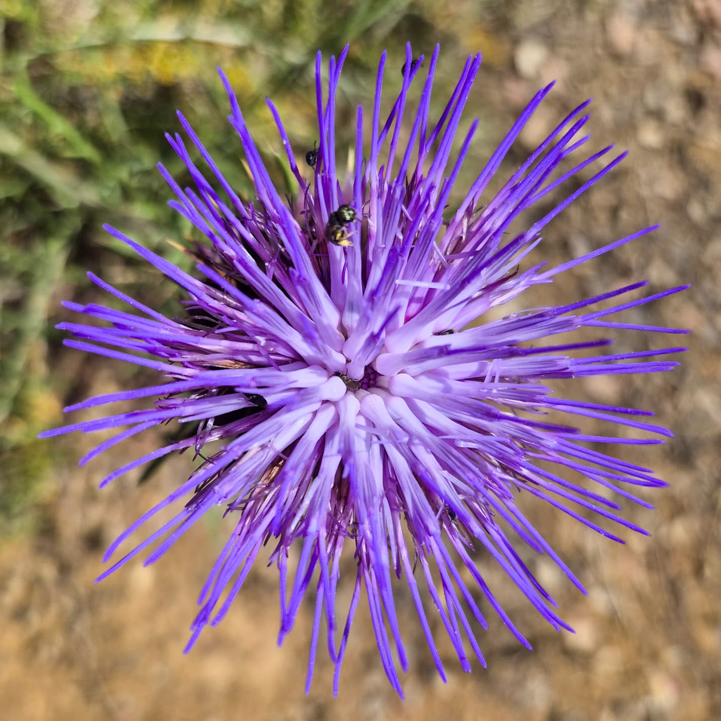Vuokraa Finca La Lola