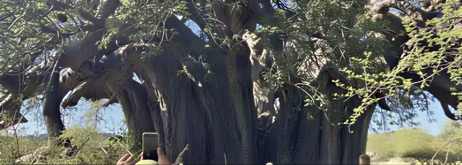Baobab-opastettu kierros