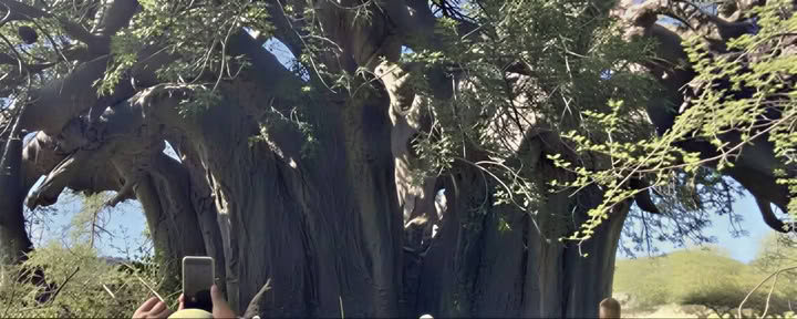Baobab-opastettu kierros