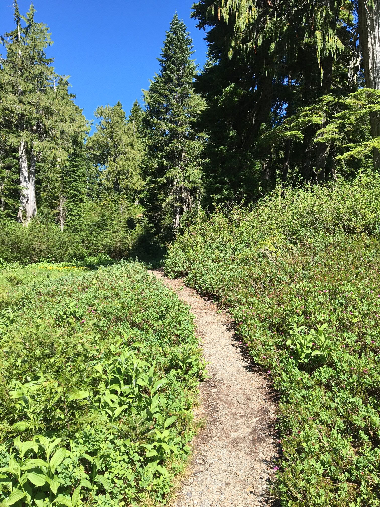 Fox Creek Fallsin jooga- ja vaellusparannusretriitti