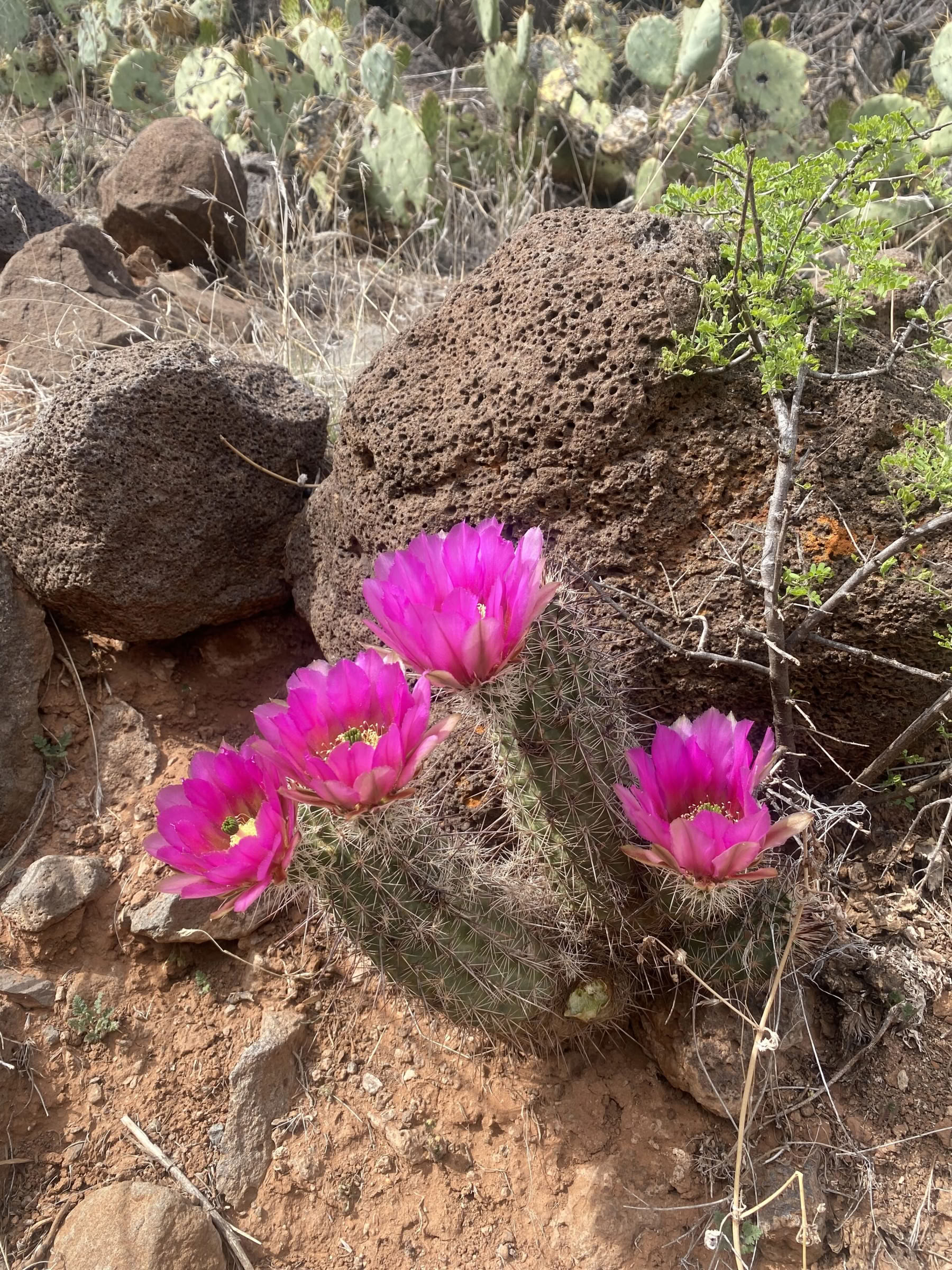 Sedonan Arizonan jooga-, vaellus- ja parannusretriitti
