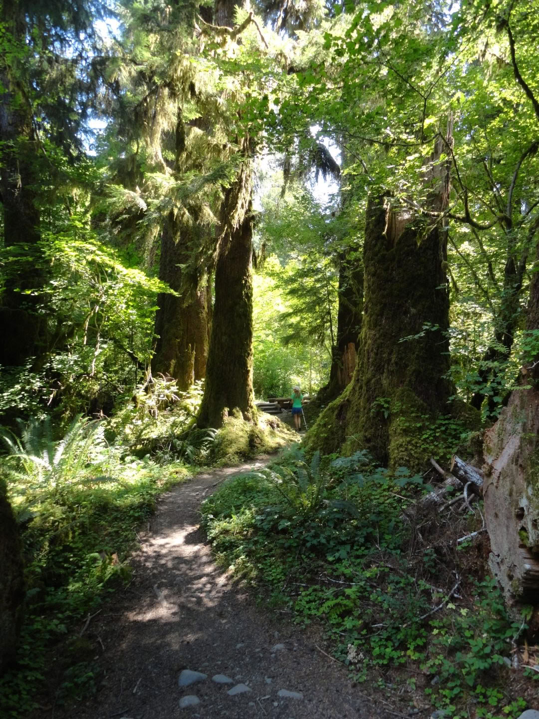 Cascades Old Sauk -polun patikointi