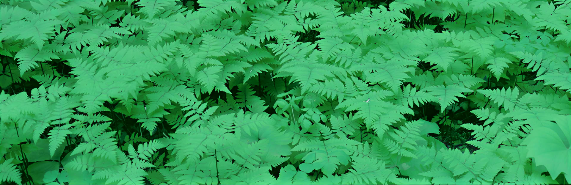 Frog Creekin, WA:n parannusretriitti