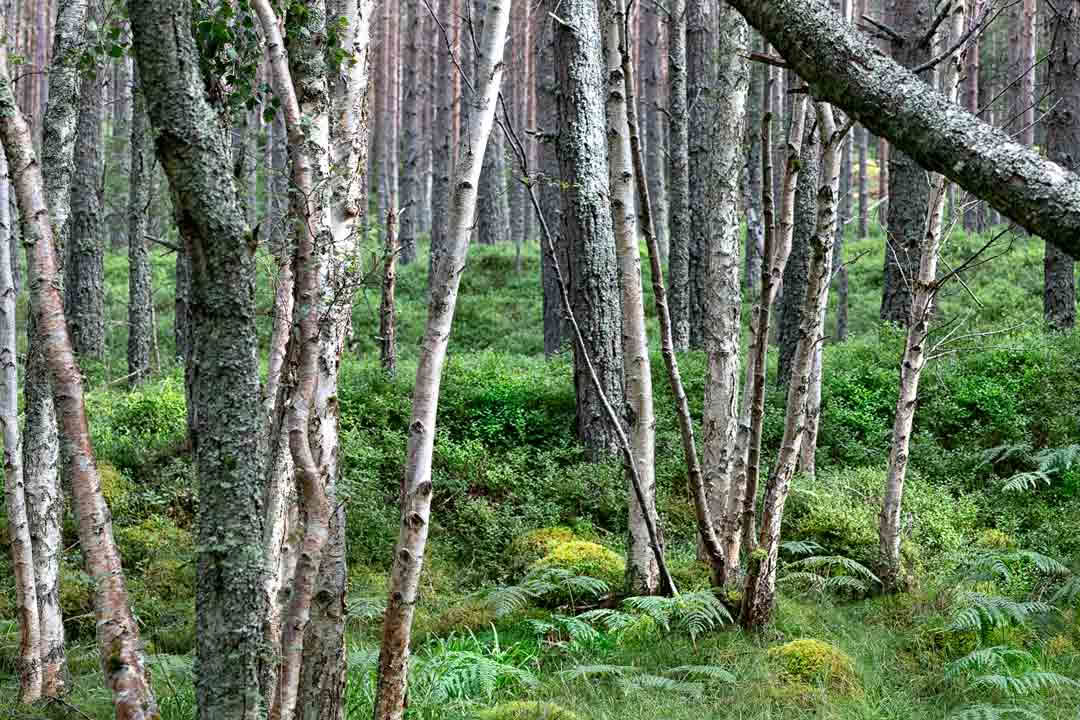 Rentoutumista Rannochissa