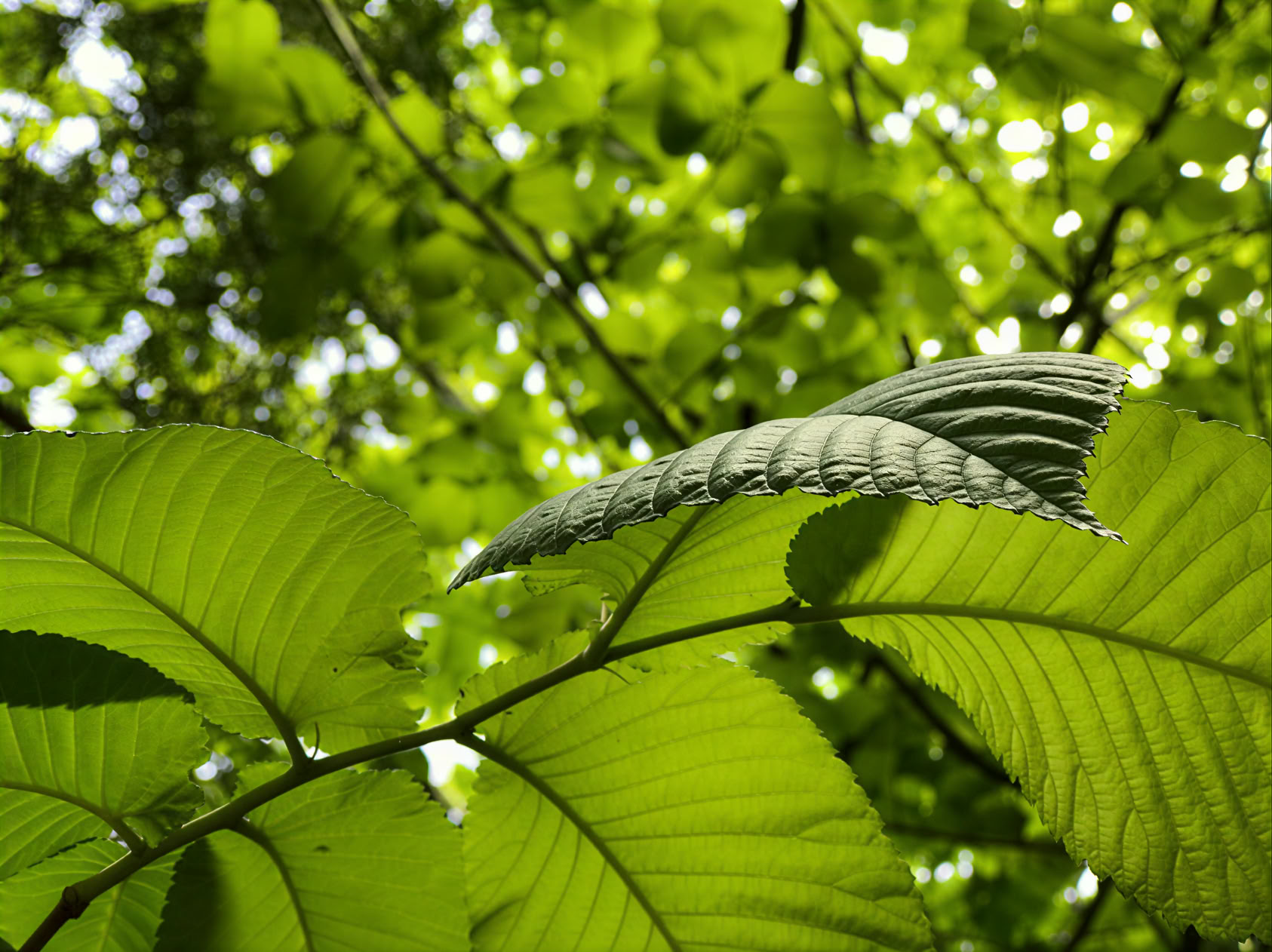 Aromaterapeuttinen hieronta (arkipäivänä)