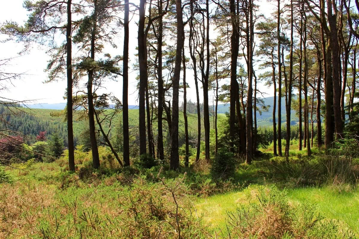 Paluu Mucklaghiin – Samhain — Mucklagh Lodge