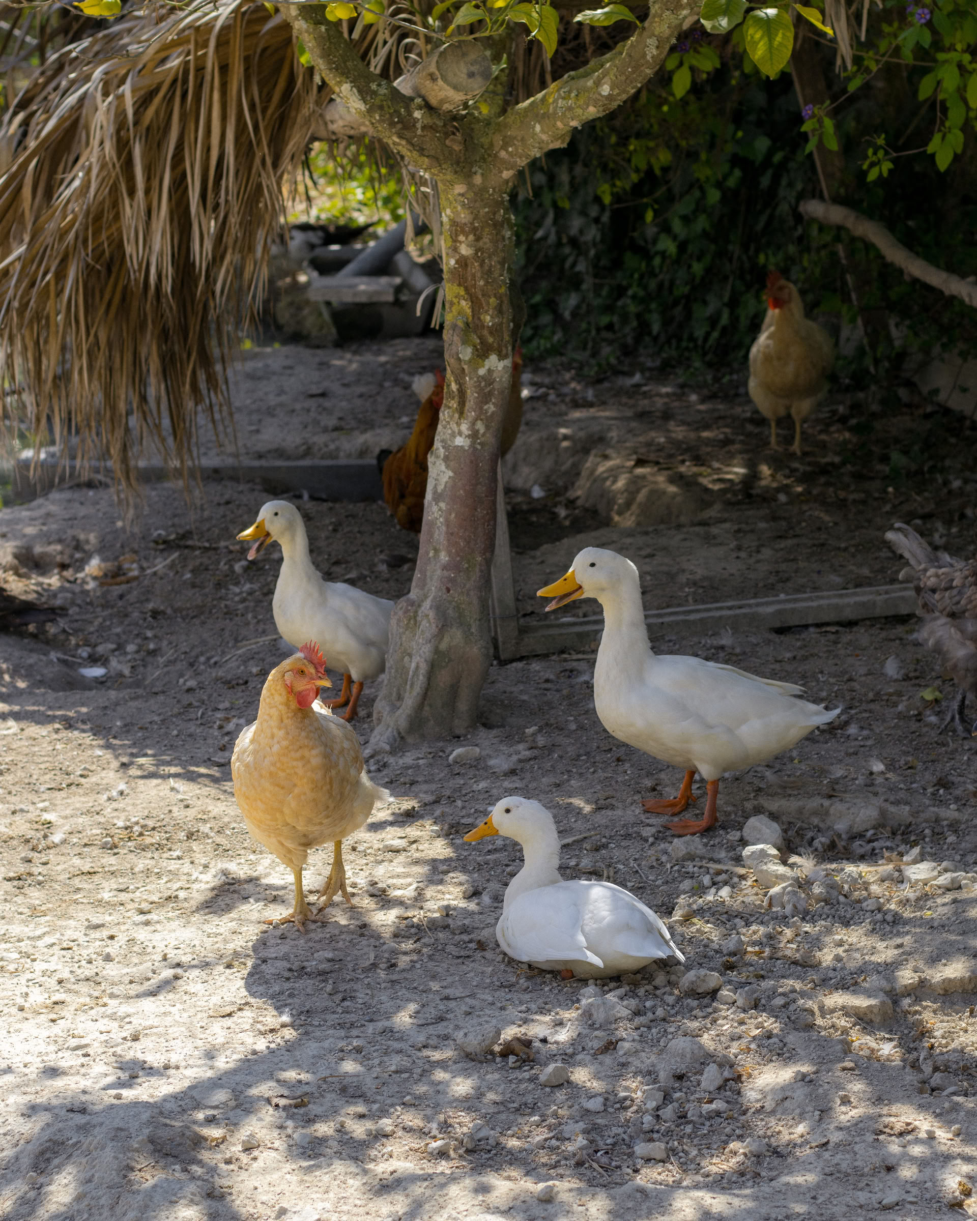 Palautumisen ja juurtumisen retriitti: Mallorca