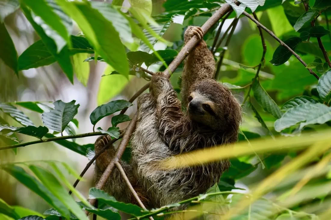 Luonnon autuuttama retriitti Costa Ricassa