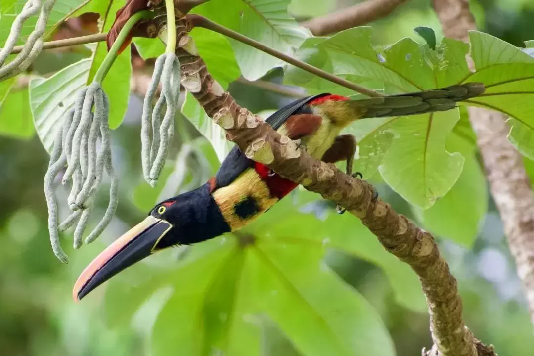 Luonnon autuuttama retriitti Costa Ricassa