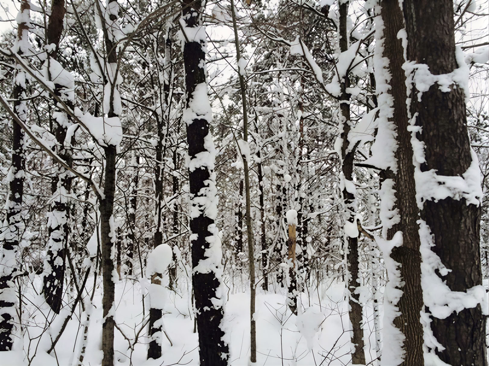 Kasvilääkeretriitti