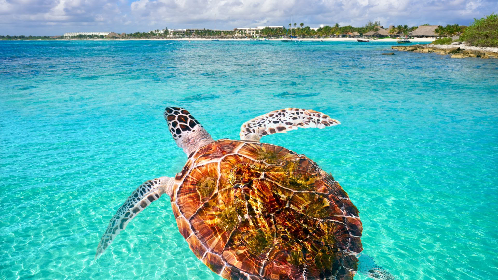 Akumal Wellness -retriitti: merelle avautuva sviitti
