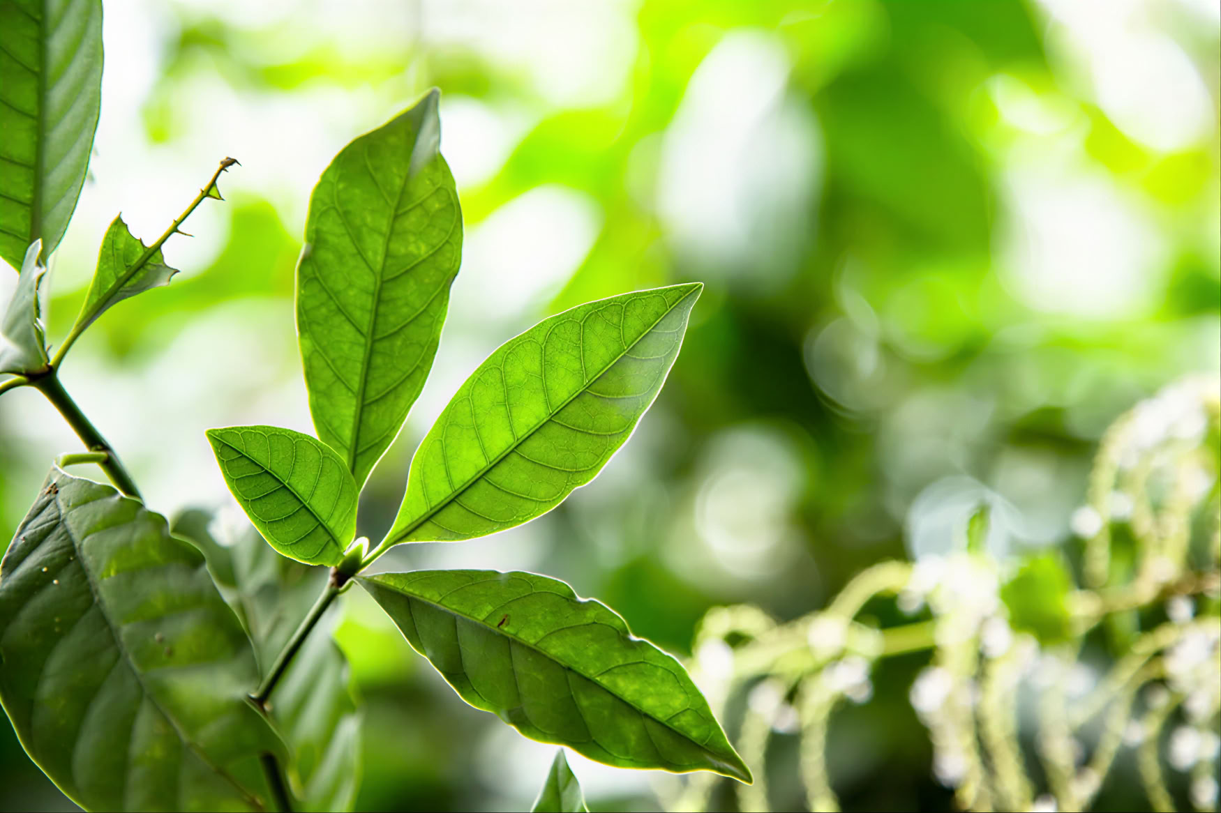 1 päivän ayahuascaretriitti