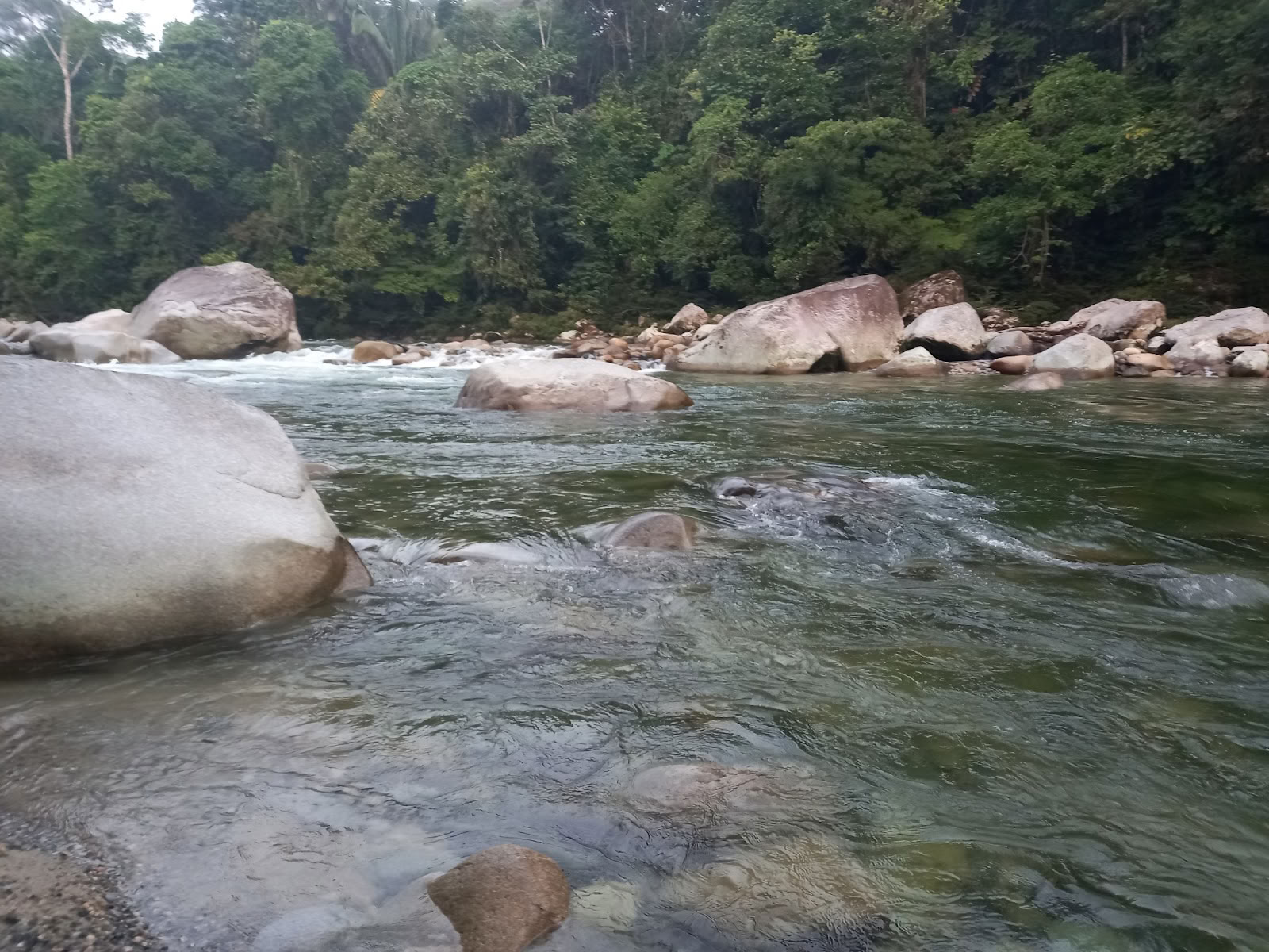 Sulkapäähine Ayahuasca Ecuador