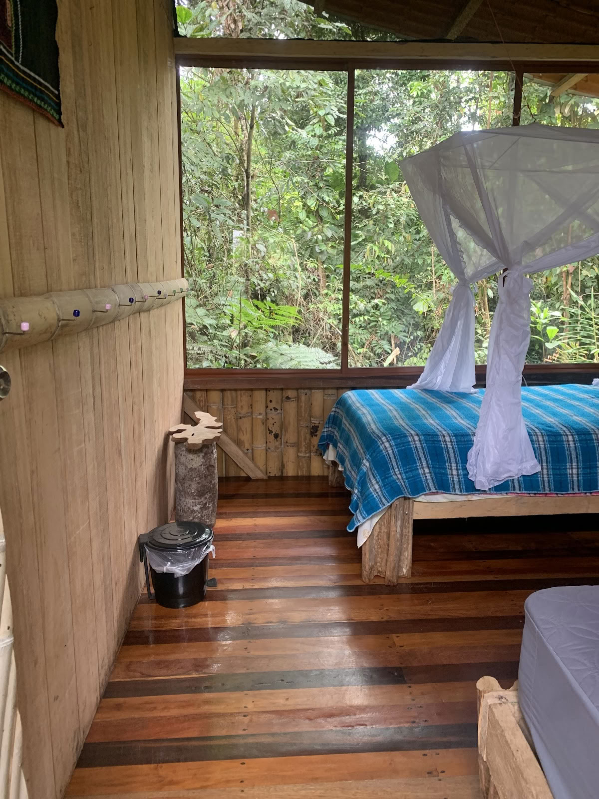 Sulkapäähine Ayahuasca Ecuador