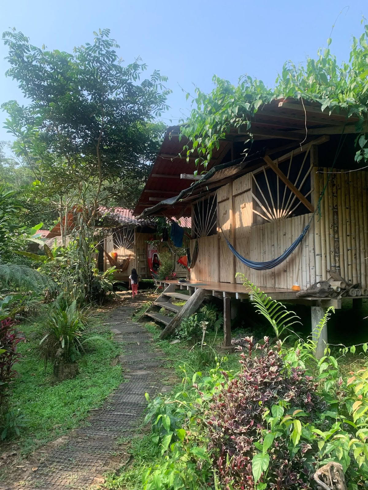 Sulkapäähine Ayahuasca Ecuador