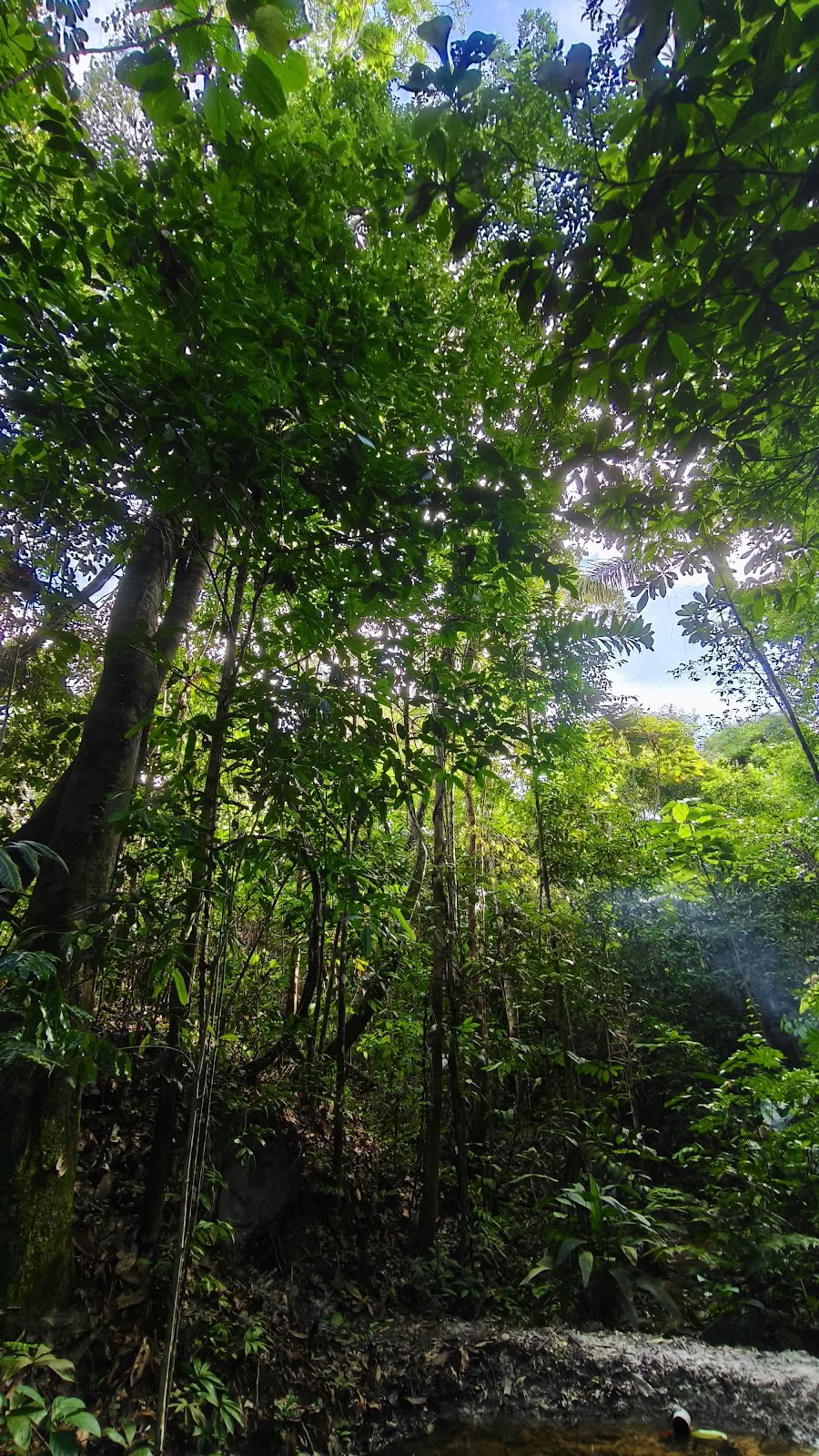 Naturalia-retriittikeskus | Ayahuasca-retriitti Perussa