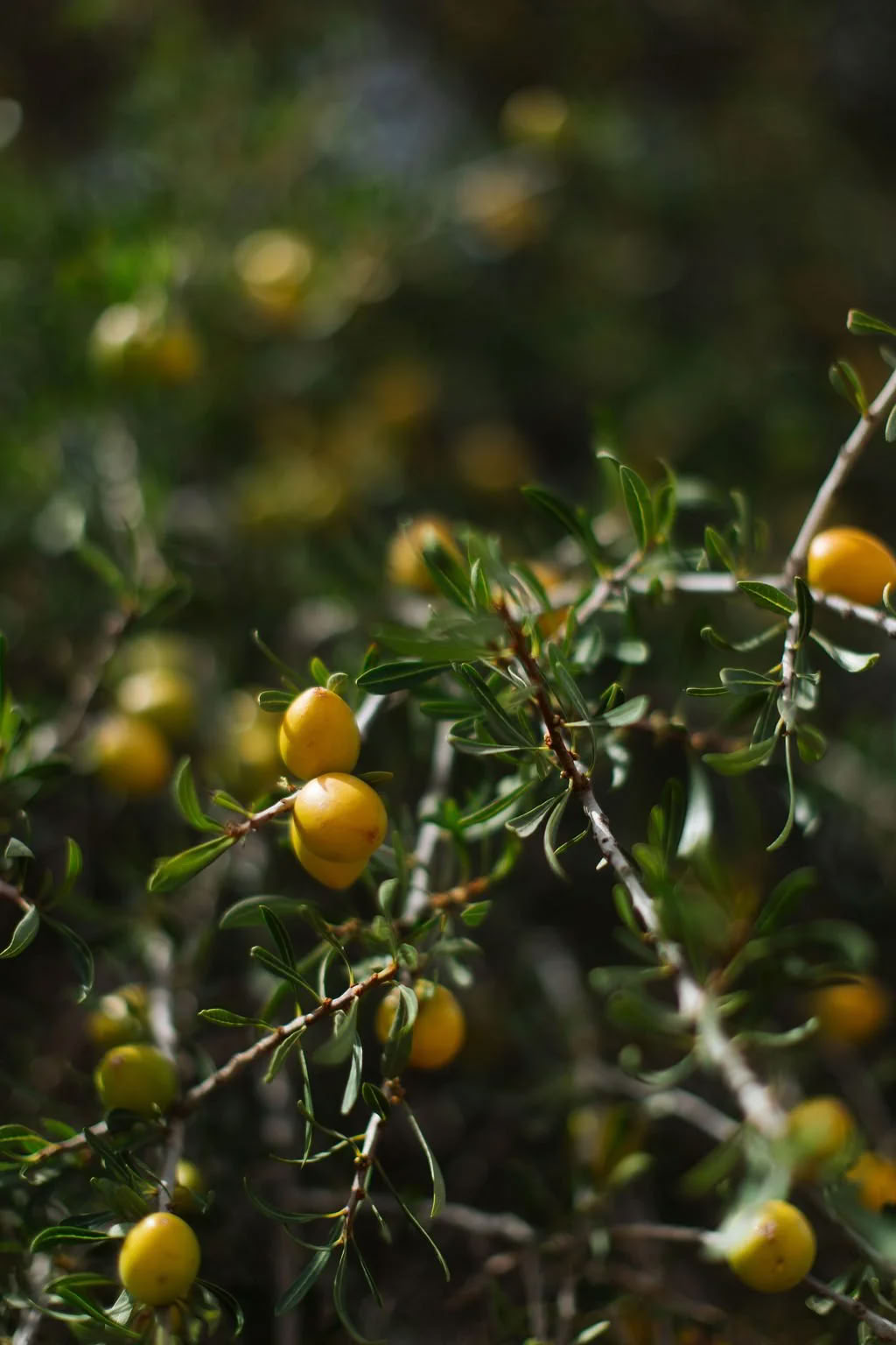 La Vida Surf - Joogaretriitit