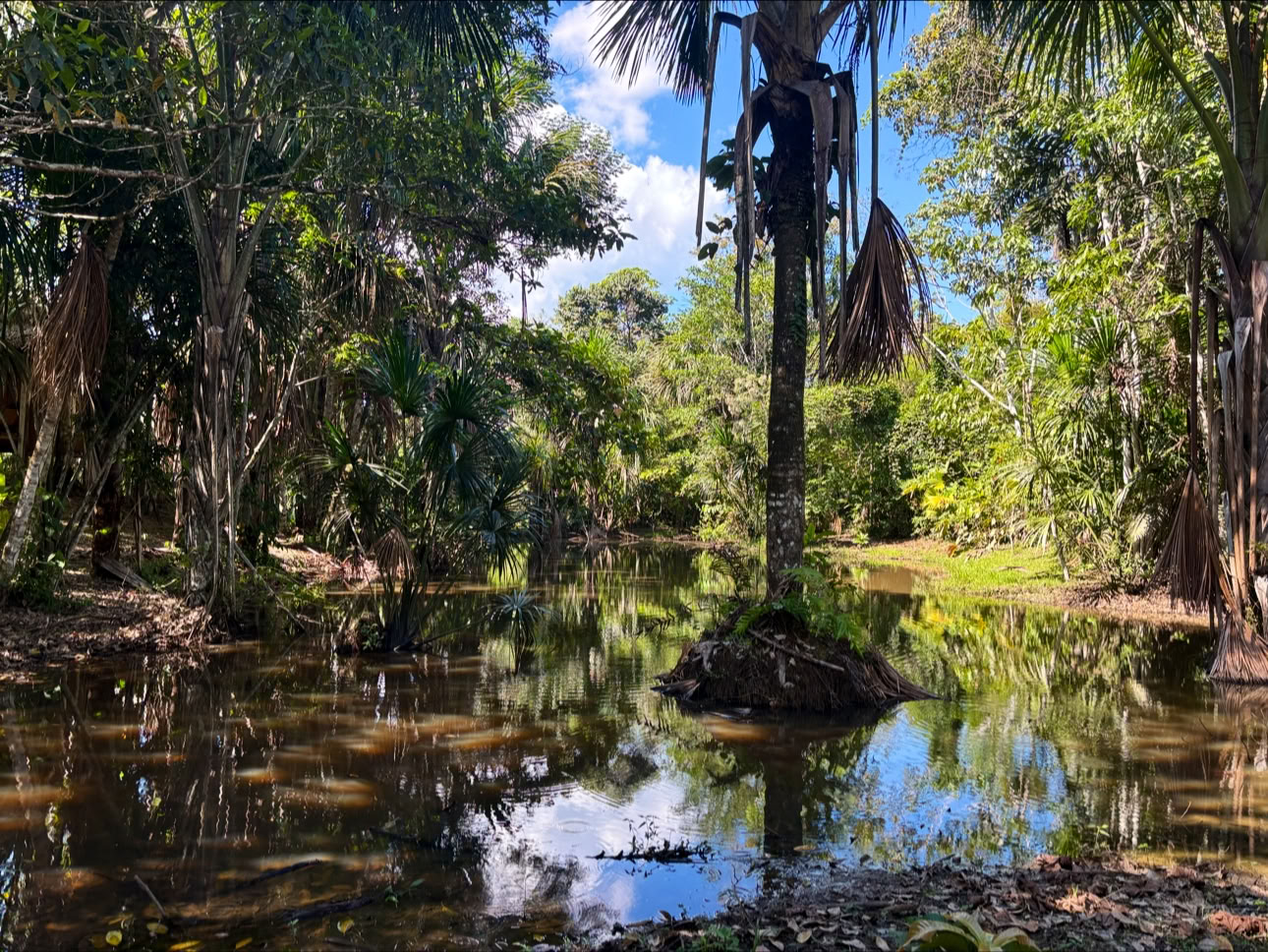 Planta Maestra Ayahuasca -parantamiskeskus, Iquitos, Peru