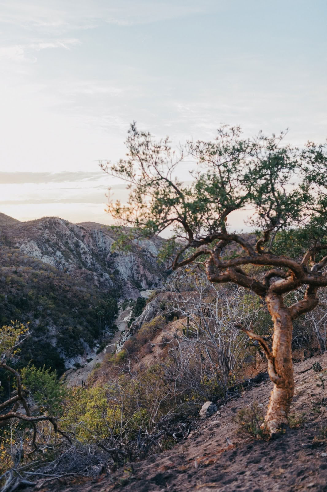 Eteerinen | Baja California Sur