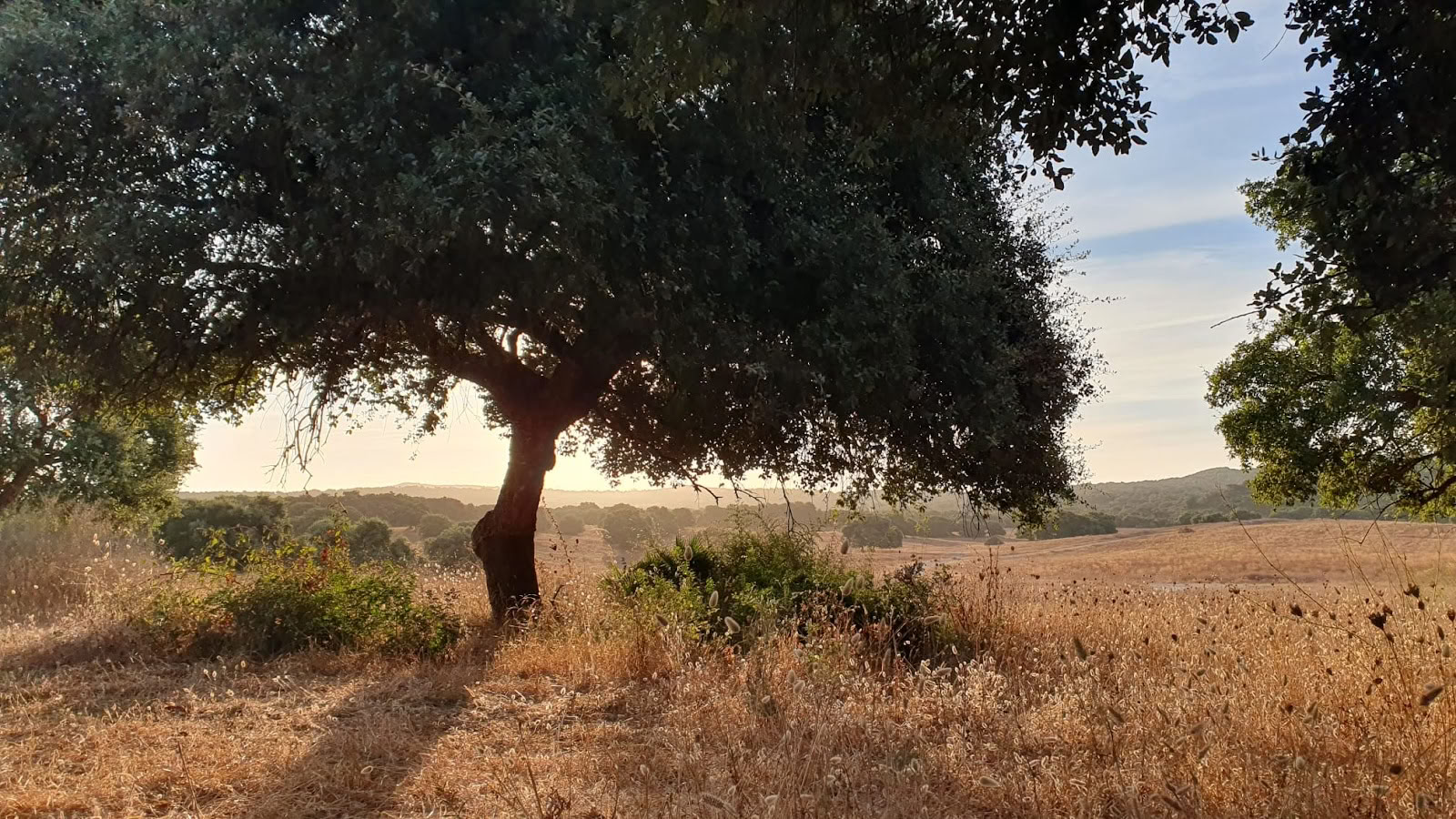 Joogaa María kanssa | Sotogrande
