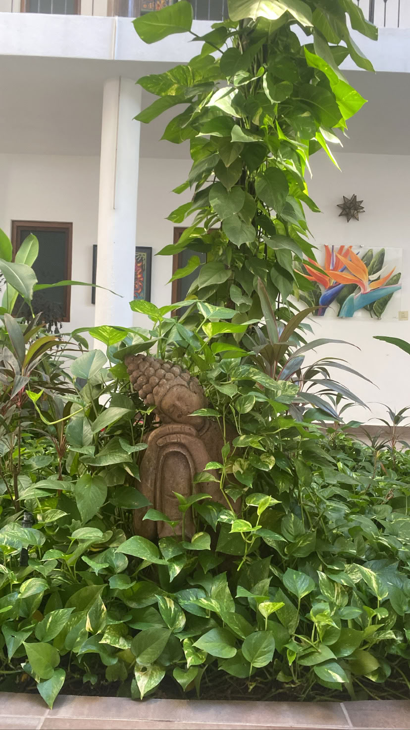Jooga Los Sueños | Sayulita