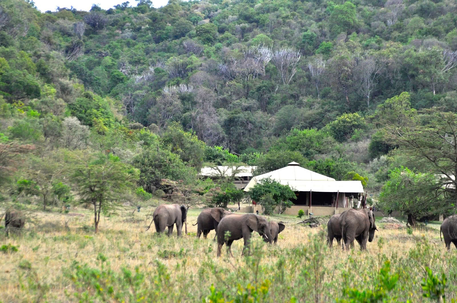 Safari ja jooga